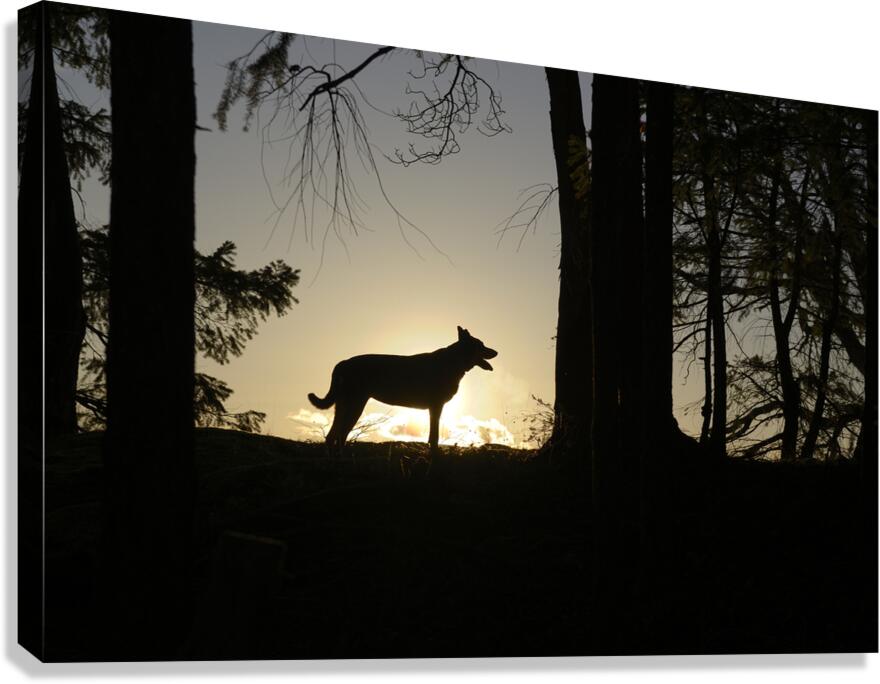 Large dog silhouetted at sunset - Wallace Island Canvas Print