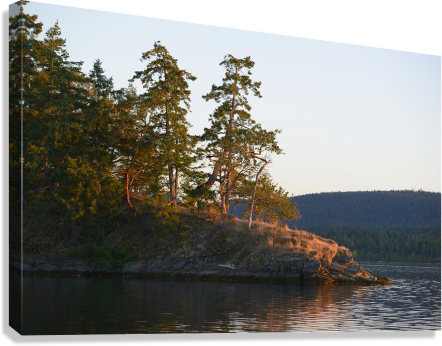Arbutus and fir trees on the point at Conover Cove Canvas Print
