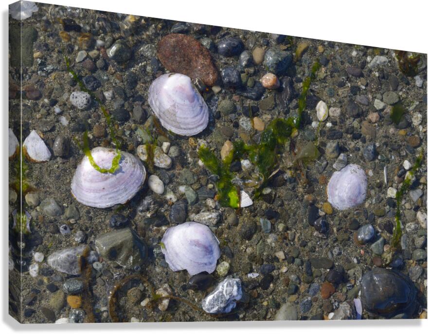 Sea shells - Spencer Spit  Canvas Print