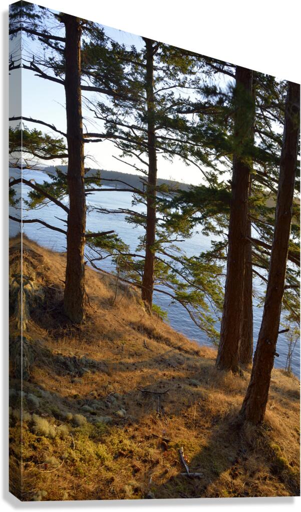 Fir trees on a grassy hillside. James Island Canvas Print