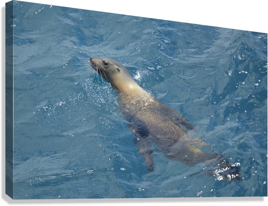 Galapagos sea lion Zalophus wollebaeki swimming in the ocean Floreana Island Galapagos Islands Ecuador Canvas Print