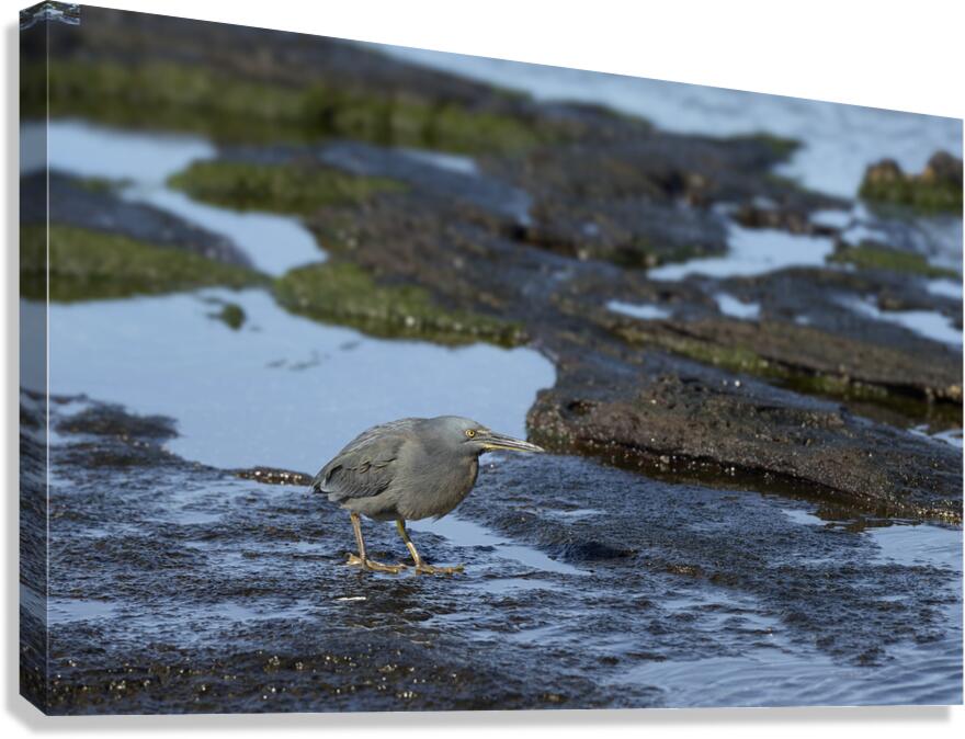 KO EC 13303a Canvas Print