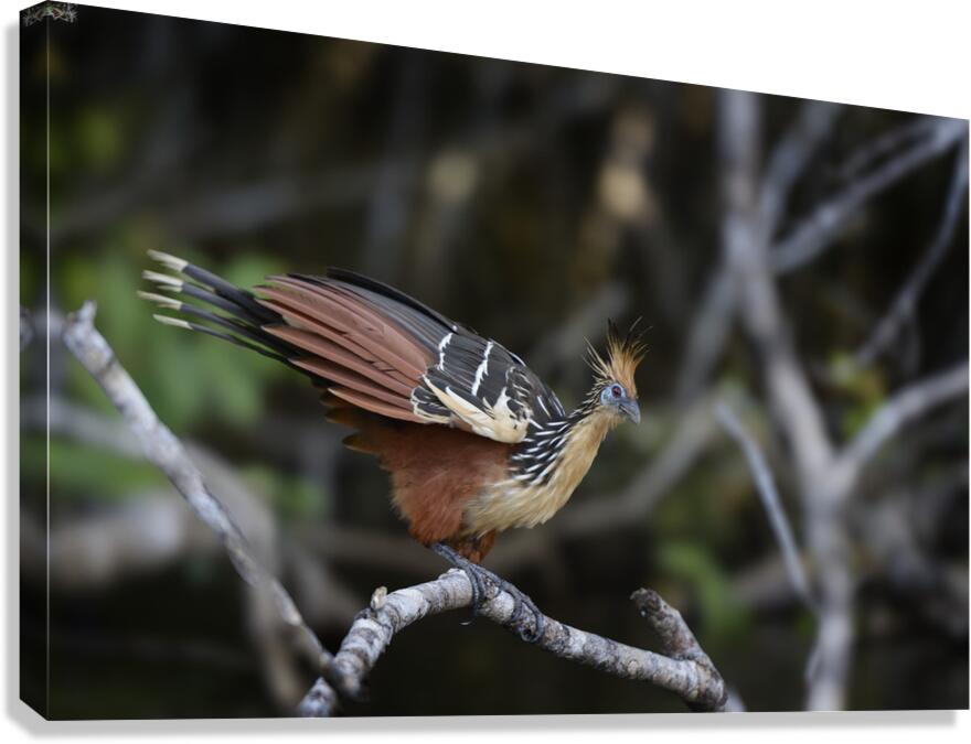 Hoatzin Opisthocomus hoazin on a branch over Lake Garzacocha Canvas Print