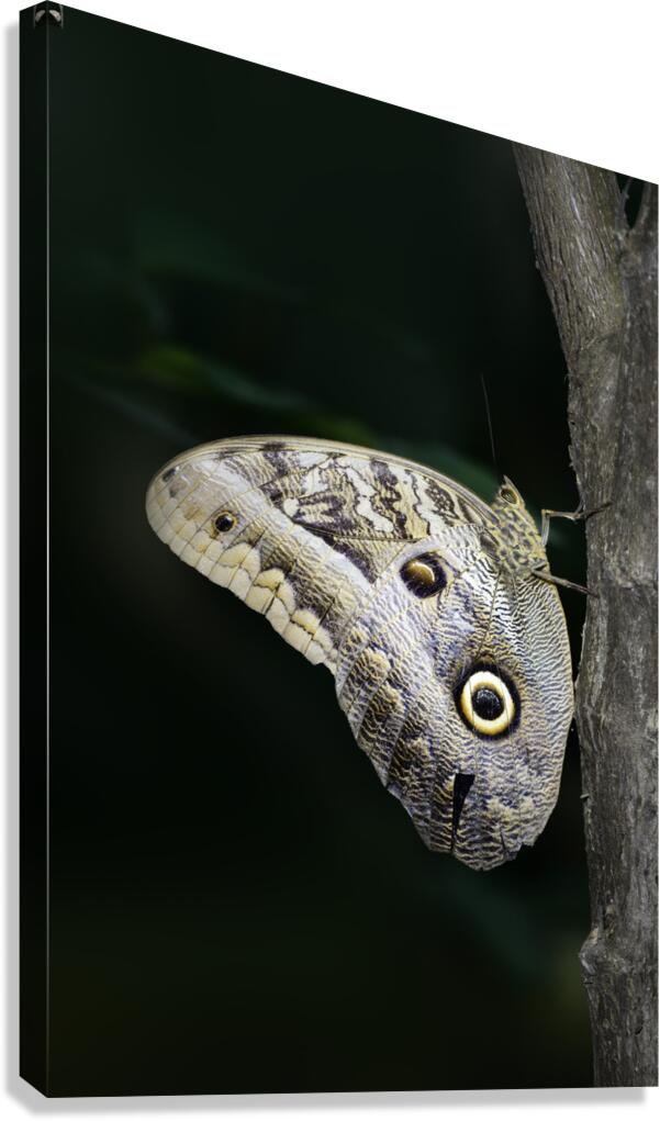 Owl butterfly Caligo idomeneus. Amazon. Ecuador Canvas Print