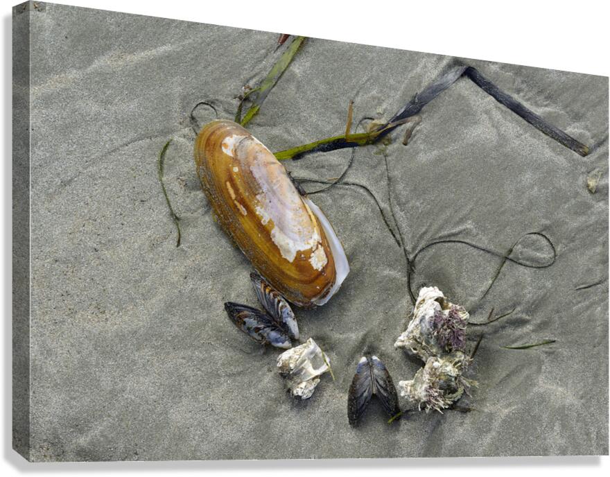 Chesterman Beach Vancouver Island British Columbia Canvas Print