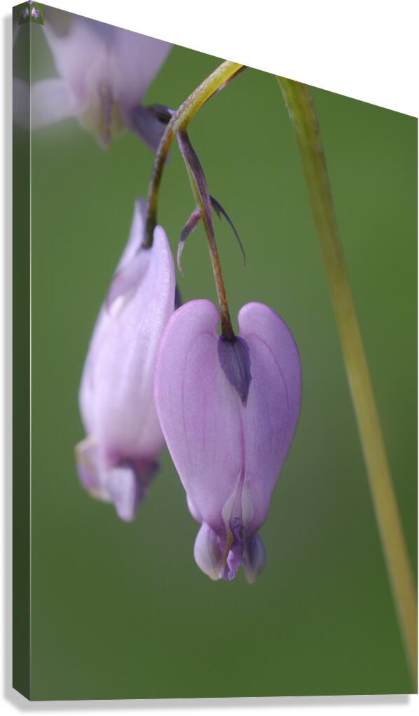 KO A48939 Canvas Print