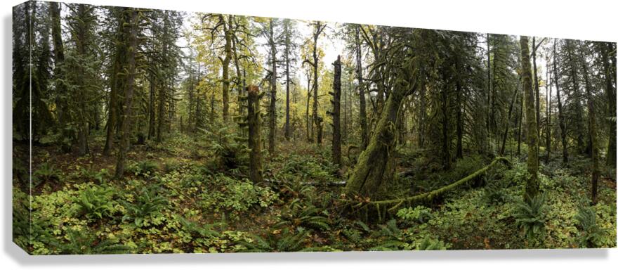 Lush Forest Canvas Print