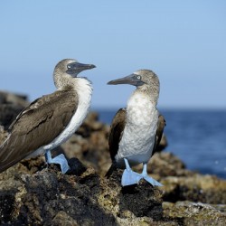 Blue-footed Booby
