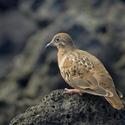 Galapagos Dove Zenaida galapagoensis on lava Urbina Bay Isabela Island Galapagos Islands Ecuador
