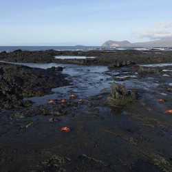 Sally Lightfoot crabs