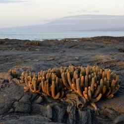 Lava Cactus Brachycereus nesioticus Punta Espinosa Fernandina Island Galapagos Islands Ecuador