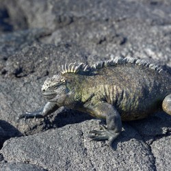 Marine Iguana