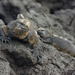 Marine Iguanas Amblyrhynchus cristatus Urbina Bay Isabela Island Galapagos Islands Ecuador