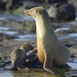 Galapagos sea lion