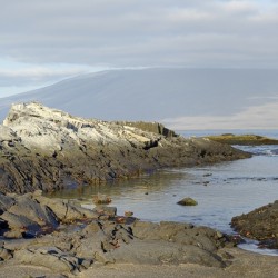 Sally lightfoot crabs on a rocky beach at Punta Espinosa Fernandina Island Galapagos Islands Ecuador
