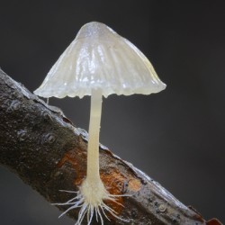 Small translucent mushroom on dead tree branch showing roots