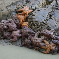 Sea stars on the rocks at Tonquin Beach