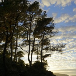 Gnarled trees at sunset