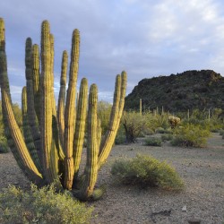 Organ Pipe Cactus