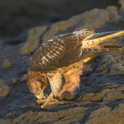 Galapagos Hawk Buteo galapagoensis eating a marine iguana Punta Espinosa Fernandina Island Galapagos Islands Ecuador
