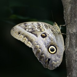 Owl butterfly Caligo idomeneus. Amazon. Ecuador