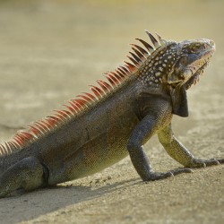 Green Iguana