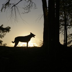 Large dog silhouetted at sunset - Wallace Island