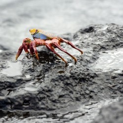 Sally Lightfoot crab Grapsus grapsus Urbina Bay Isabela Island Galapagos Islands Ecuador