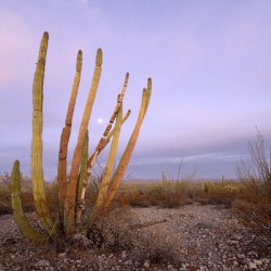Organ Pipe Cactus