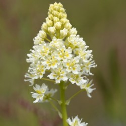 Death Camas or Meadow Death camas Zigadenus venenosus Cowichan Valley Vancouver Island British Columbia Canada