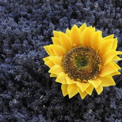 Dried sunflower in a bed of lavender flowers at Lourmarins street market