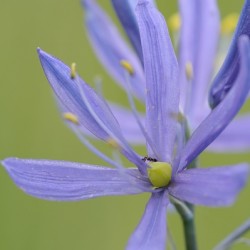 Common Camas Camassia quamash Cowichan Garry Oak Preserve Cowichan Valley Vancouver Island British Columbia.