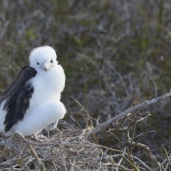 Magnificent Frigatebird Fregata magnificens chick sitting on nest North Seymour Island Galapagos Islands Ecuador

