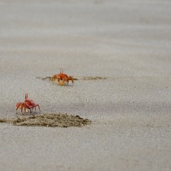 Ghost crabs Ocypode Gaudichaudii and burrows on Espumilla Beach Santiago Island Galapagos Islands Ecuador
