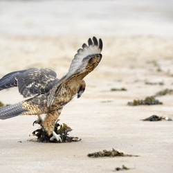 Galapagos Hawk landing on Espumilla Beach. Santiago Island. Galapagos Islands. Ecuador