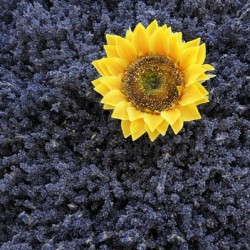 Dried sunflower with lavender flowers