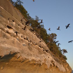 CORMORANTS FLYING ABOVE SCULPTED SANDSTONE CLIFFS
