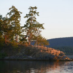 Arbutus and fir trees on the point at Conover Cove