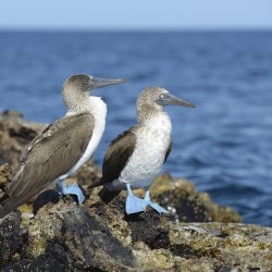Blue footed Booby Sula nebouxii Punta Moreno Isabela Island Galapagos Islands Ecuador