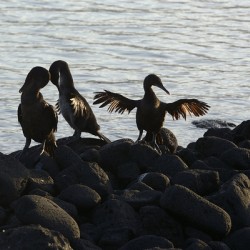 Flightless Cormorants Phalacrocorax harrisi stretching their wings Punta Espinosa Fernandina Island Galapagos Islands Ecuador