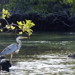 Great Blue Heron Ardea herodias Elizabeth Bay Isabela Island Galapagos Islands Ecuador