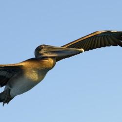 Brown Pelican Pelecanus occidentalis Elizabeth Bay Isabela Island Galapagos Islands Ecuador