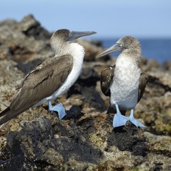 Blue footed Booby Sula nebouxii Punta Moreno Isabela Island Galapagos Islands Ecuador