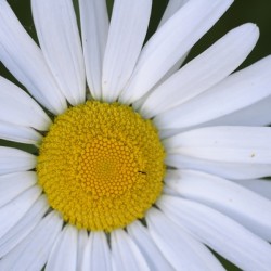 Daisy Cowichan Valley Vancouver Island British Columbia Canada