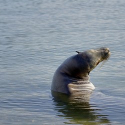 Galapagos sea lion Zalophus wollebaeki stretching Punta Espinosa Fernandina Island Galapagos Islands Ecuador
