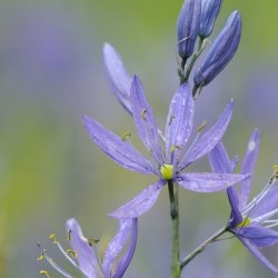 Common Camas Camassia quamash Cowichan Valley Vancouver Island British Columbia Canada