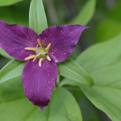 Western Trillium Trillium ovatum Cowichan Valley Vancouver Island British Columbia Canada