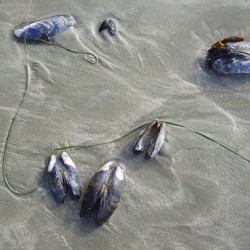 Abstract photo of mussels on the sand Chesterman Beach