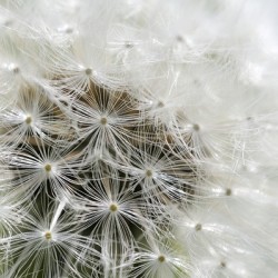Dandelion Cowichan Valley Vancouver Island British Columbia Canada