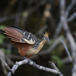 Hoatzin Opisthocomus hoazin on a branch over Lake Garzacocha